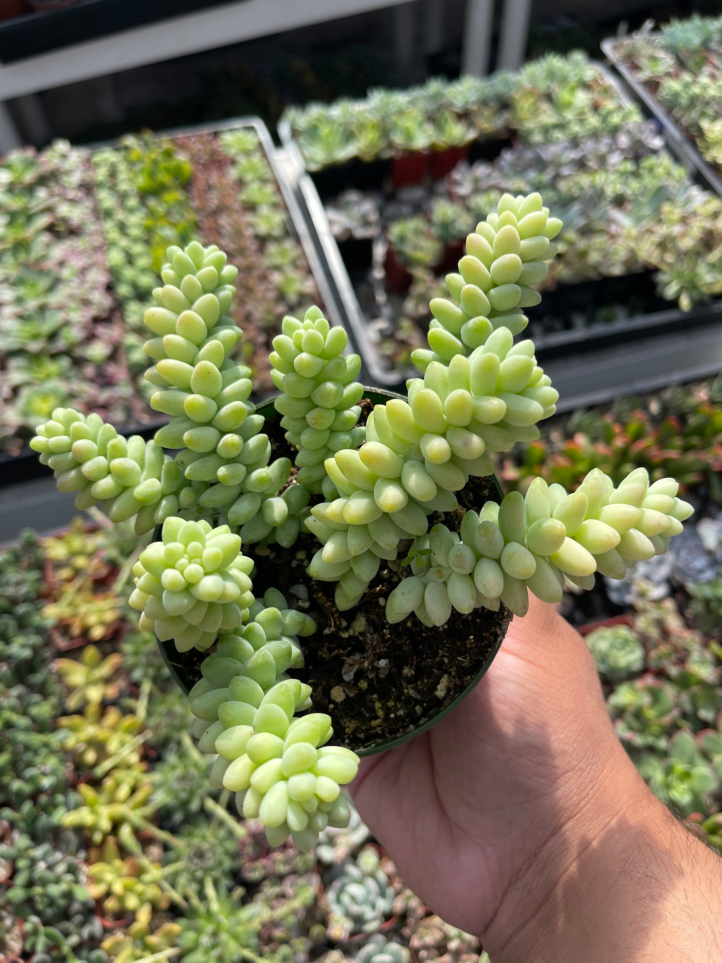 Donkey Tail Sedum Burrito