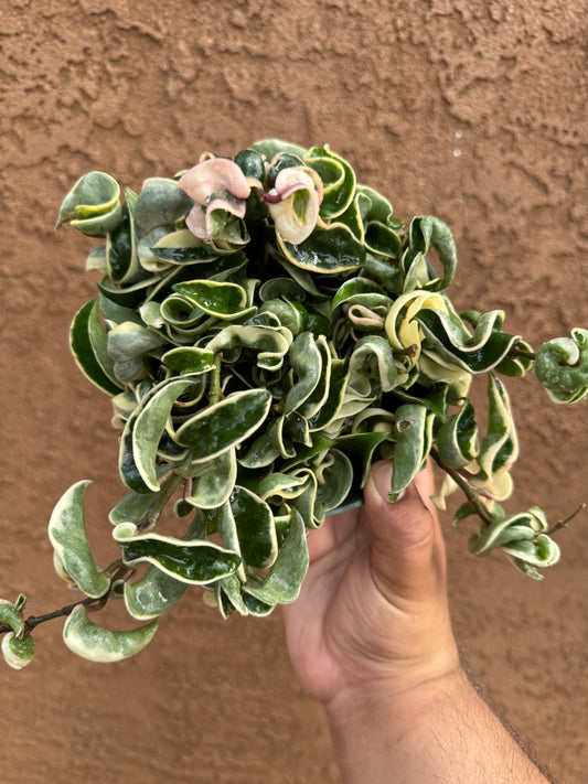 Variegated Hoya Hindu Rope