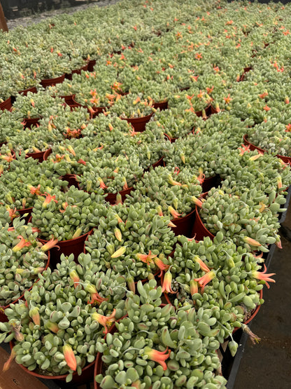 Cotyledon Pendens