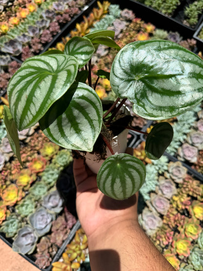 Peperomia Watermelon (Peperomia argyreia)