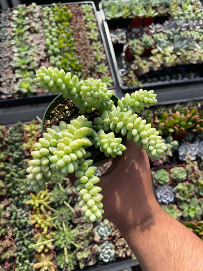 Donkey Tail Sedum Burrito