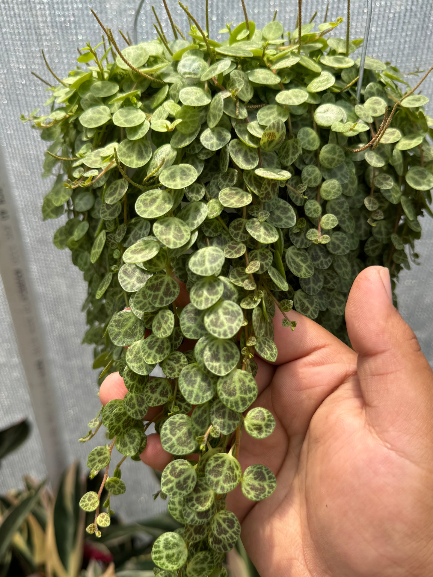 String Of Turtles (Peperomia Prostrata)