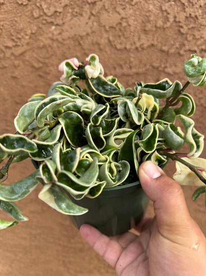 Variegated Hoya Hindu Rope