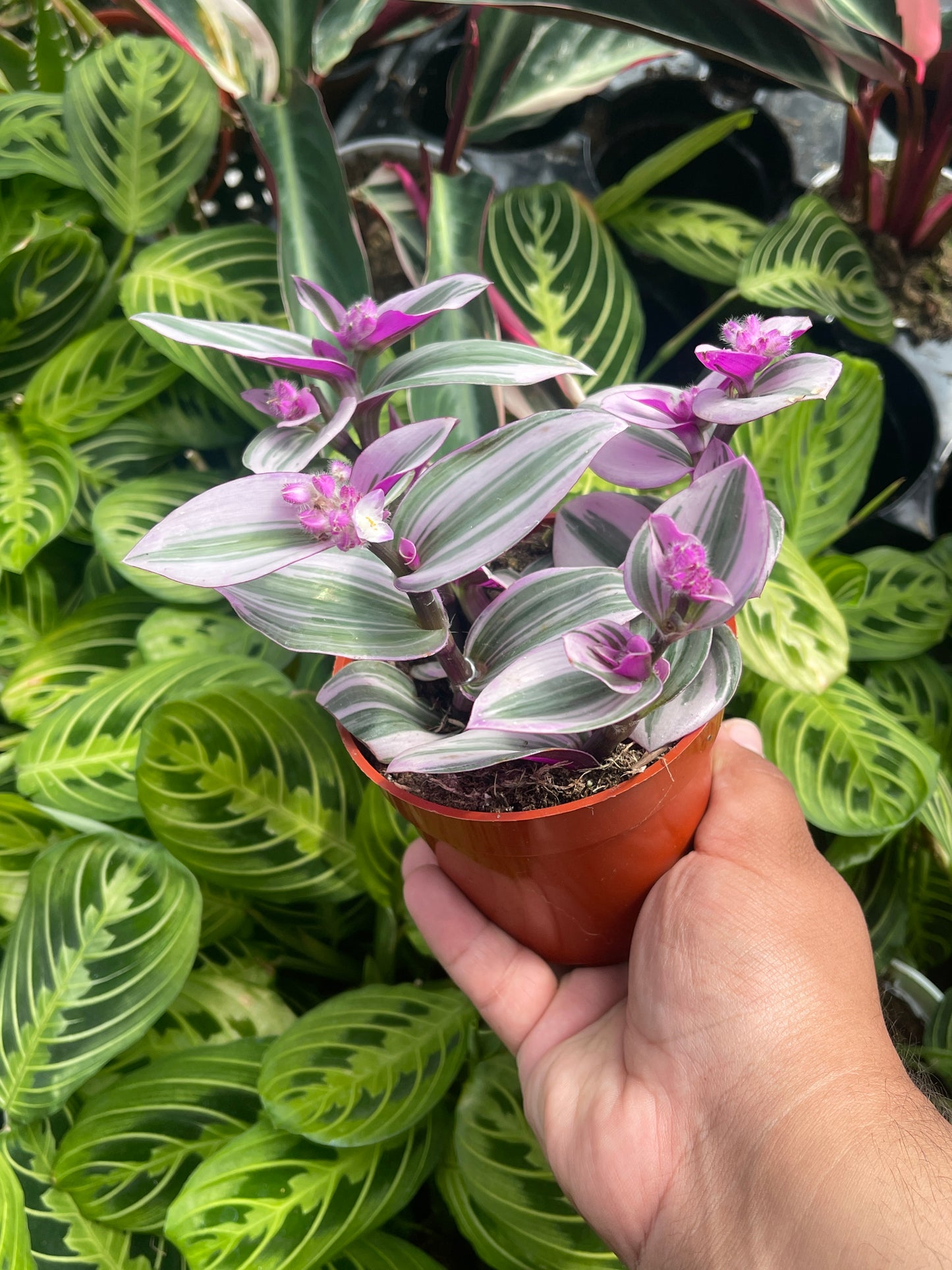 Tradescantia Nanouk (Pink Wandering Dude)