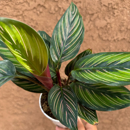 Calathea Beauty Star