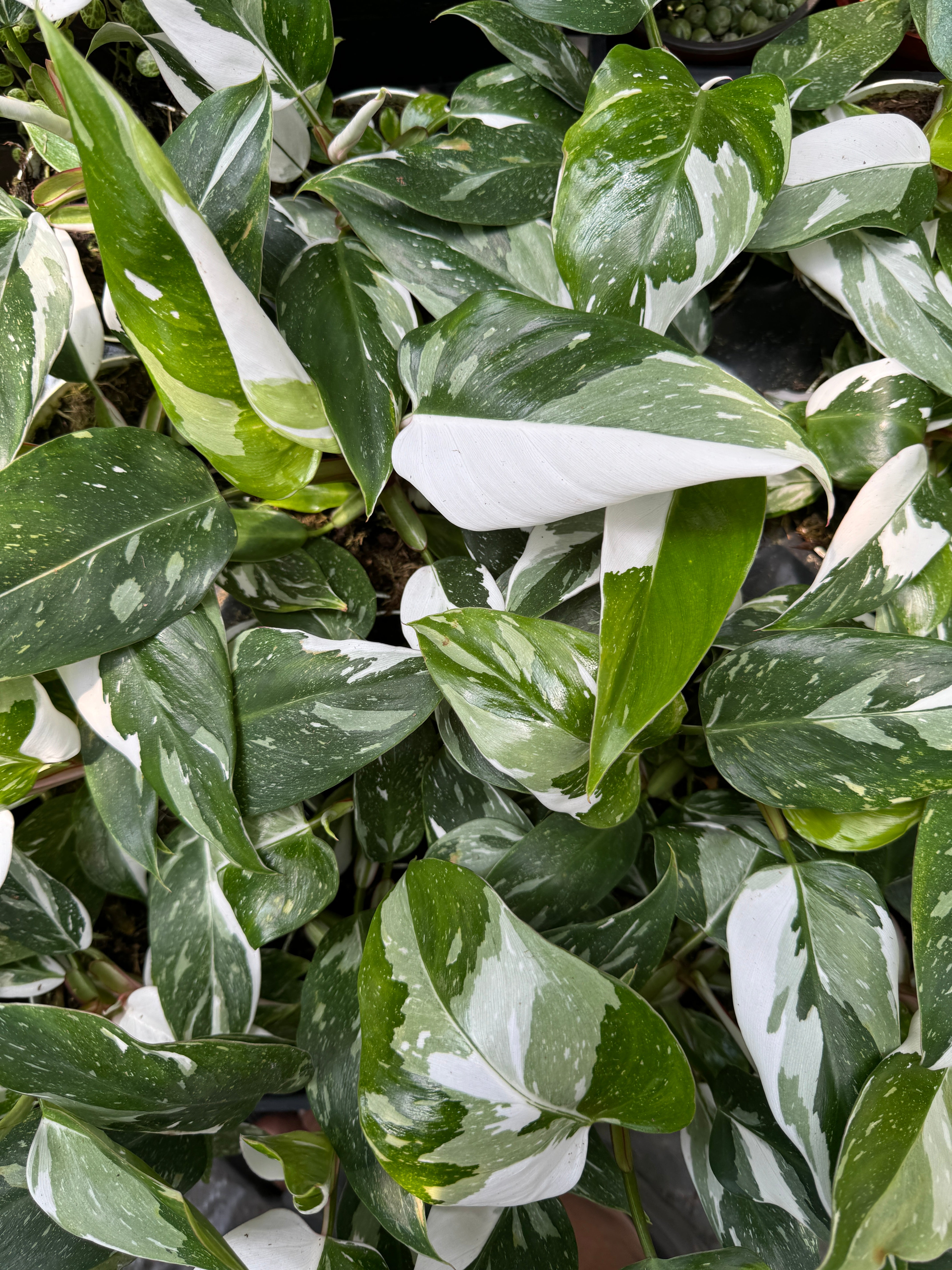 Philodendron White Princess WPP D14 High shops Variegation!