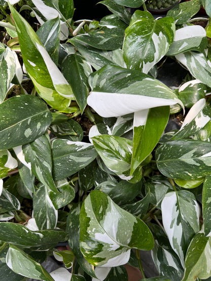 White Princess Philodendron 4”