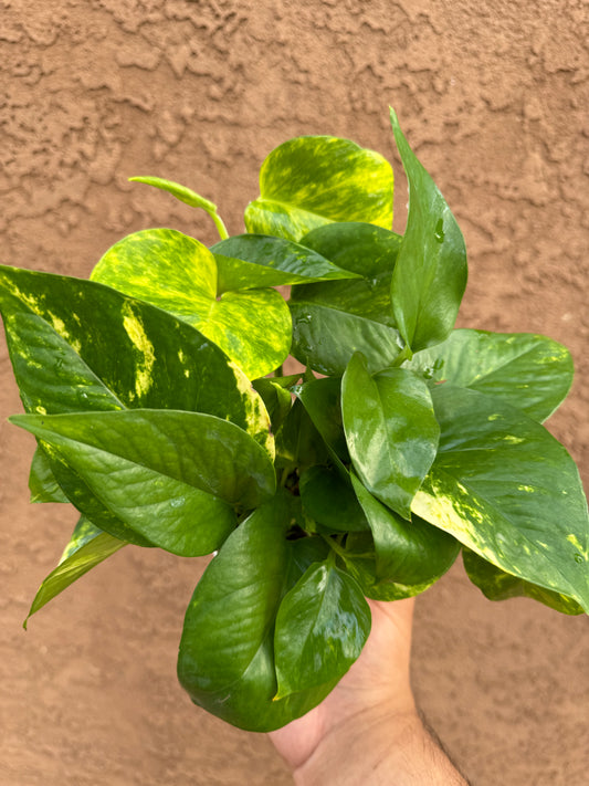 Golden Pothos