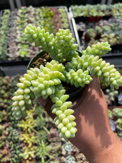 Donkey Tail Sedum Burrito