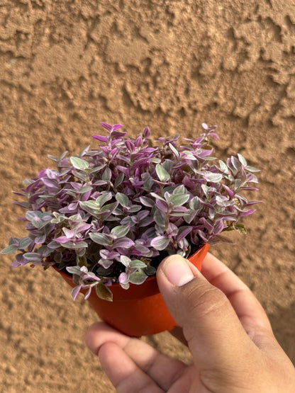 Pink Panther (Callisia repens)