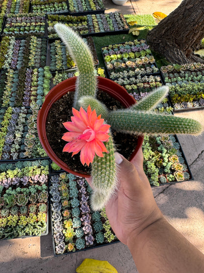 Monkey Tail Cactus (Soft Cactus)