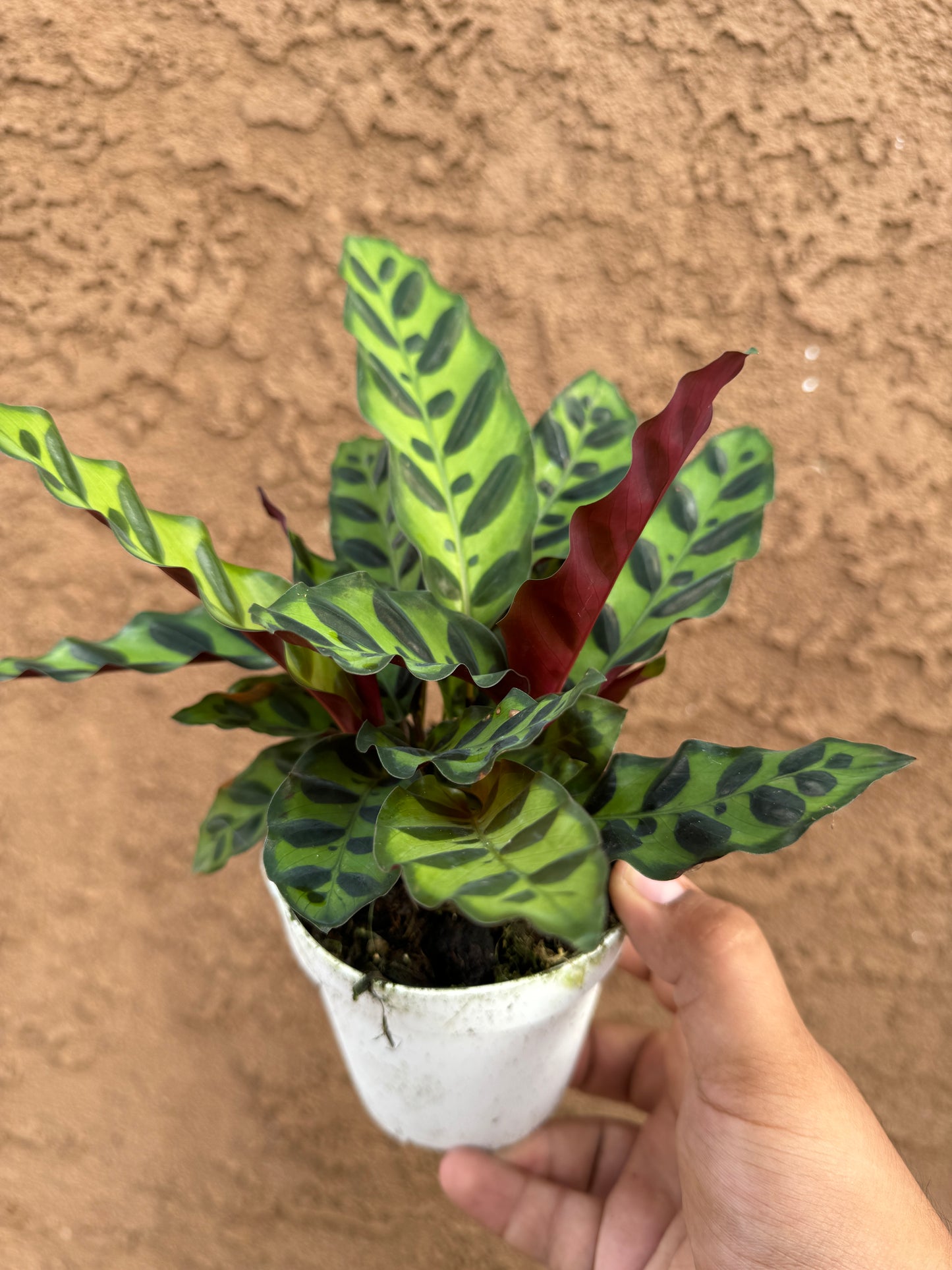 Rattlesnake Calathea (Calathea Lancifolia)