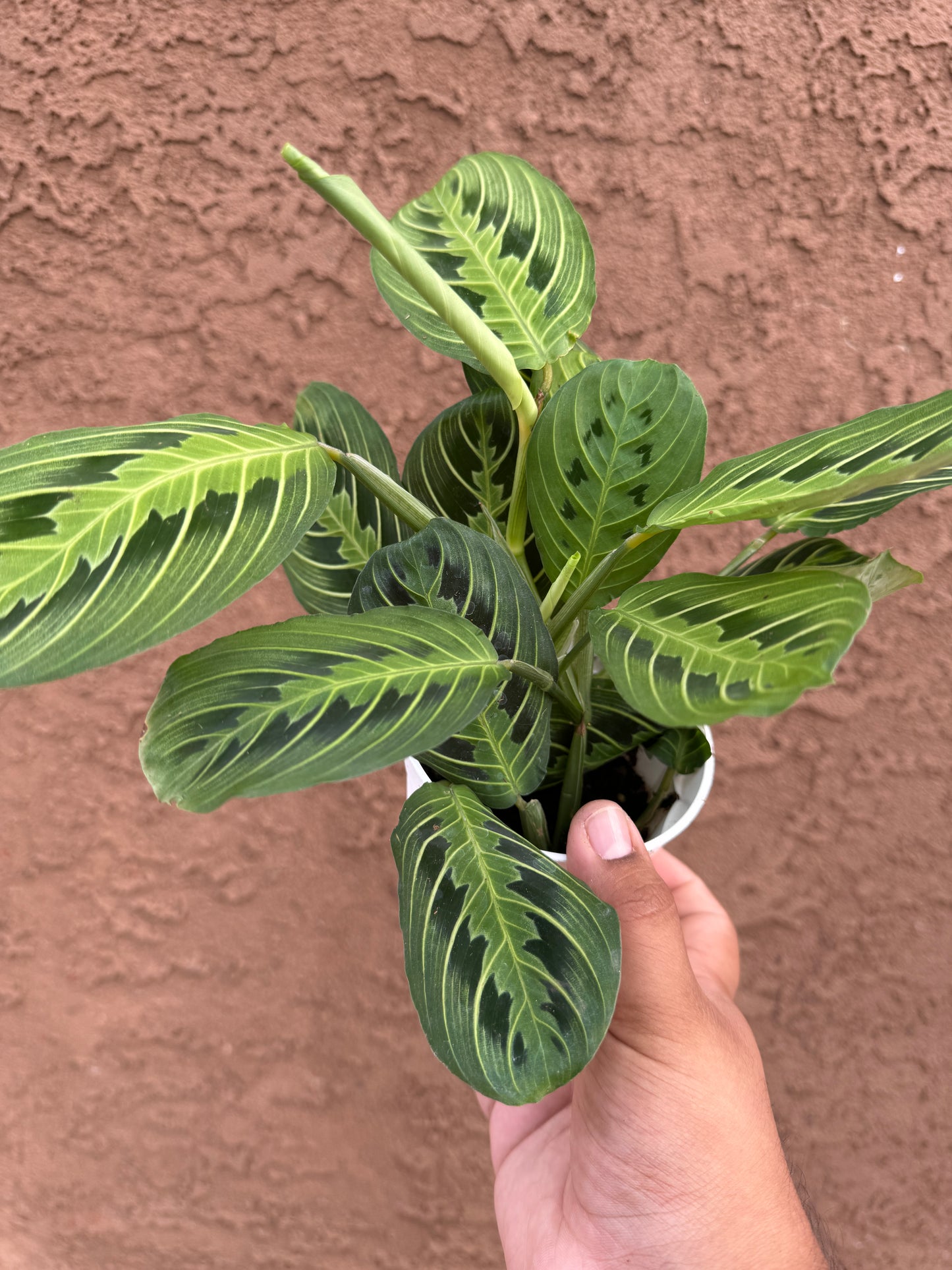 Free Prayer Plant