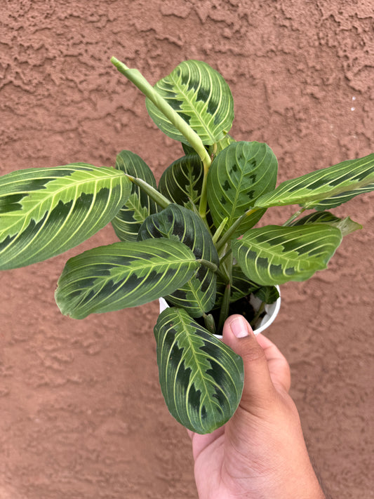 Lemon Lime Maranta Prayer Plant