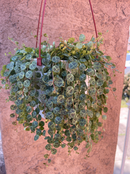 String Of Turtles (Peperomia Prostrata)