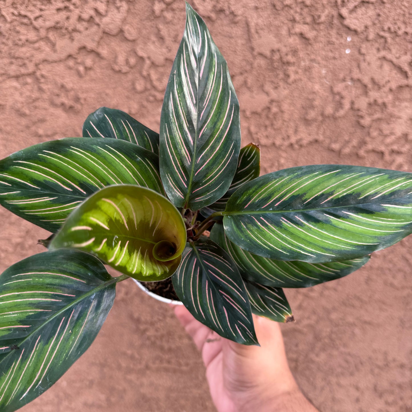 Calathea Beauty Star