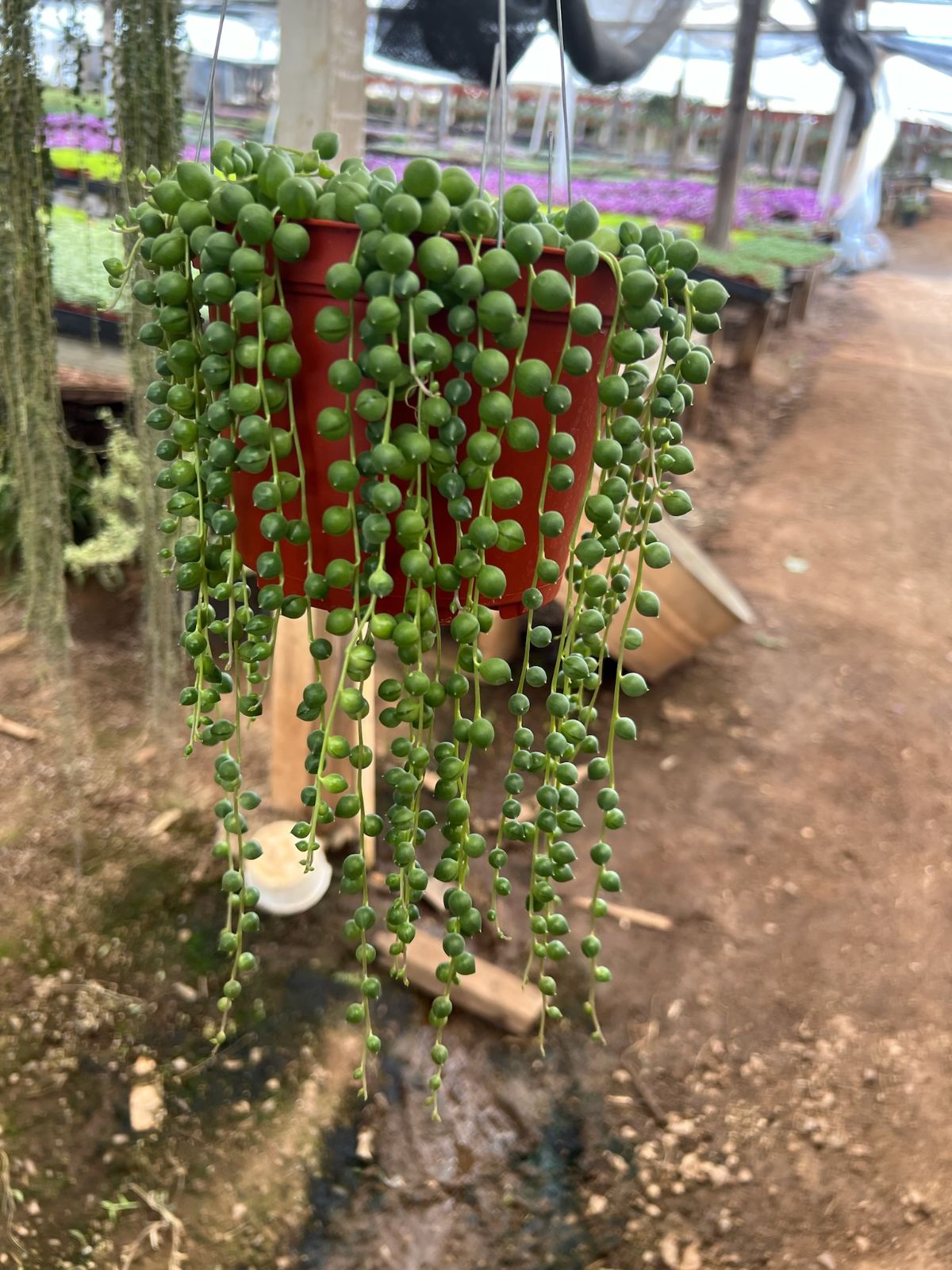 String Of Pearls (Senecio Rowleyanus)