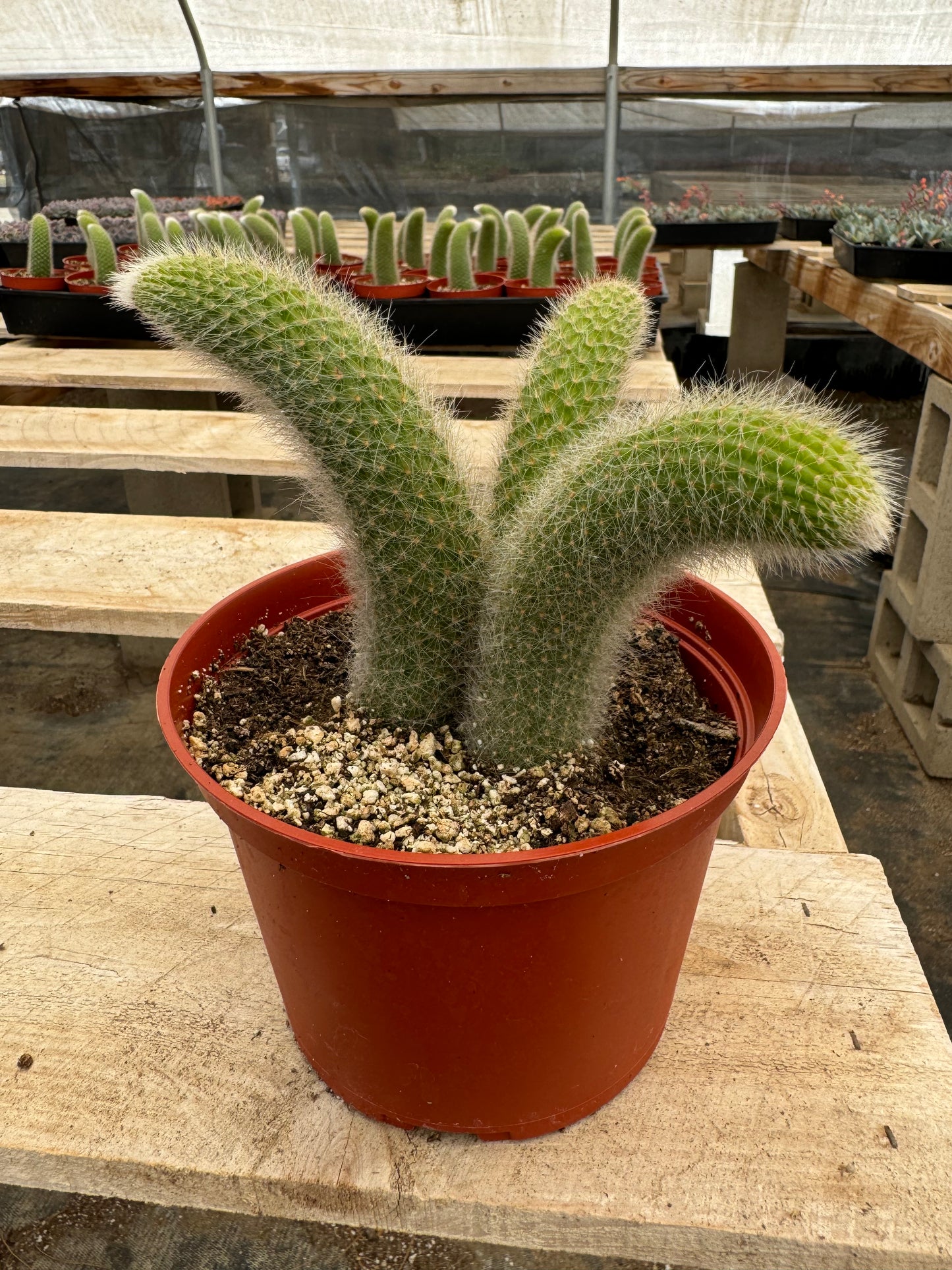 Monkey Tail Cactus (Soft Cactus)