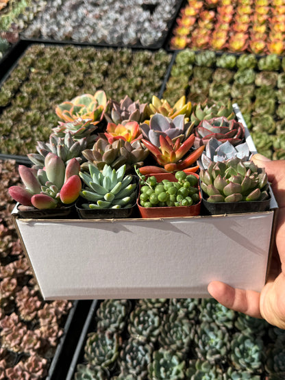 Assorted Mini Succulents