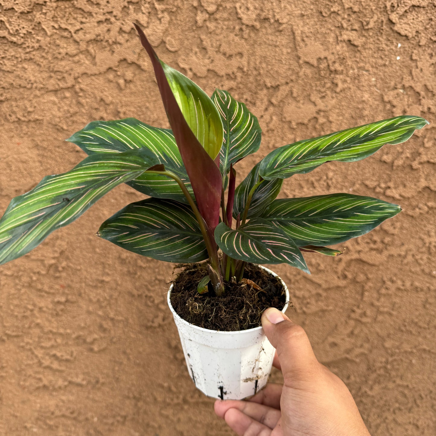 Calathea Beauty Star