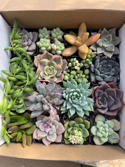 Assorted Mini Succulents