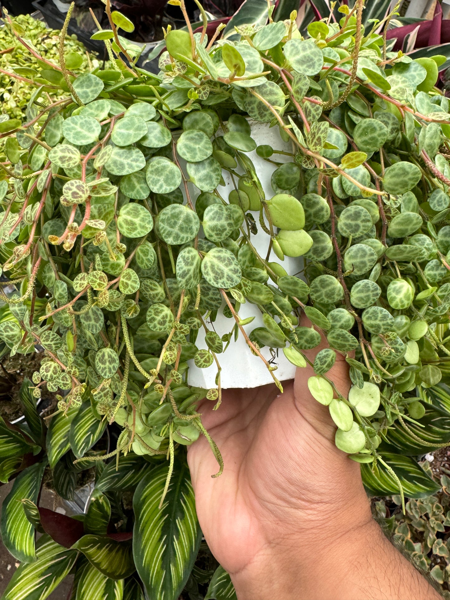 String Of Turtles (Peperomia Prostrata)