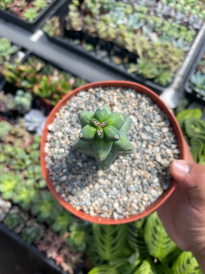 Boobie Cactus 6 Inch Pot