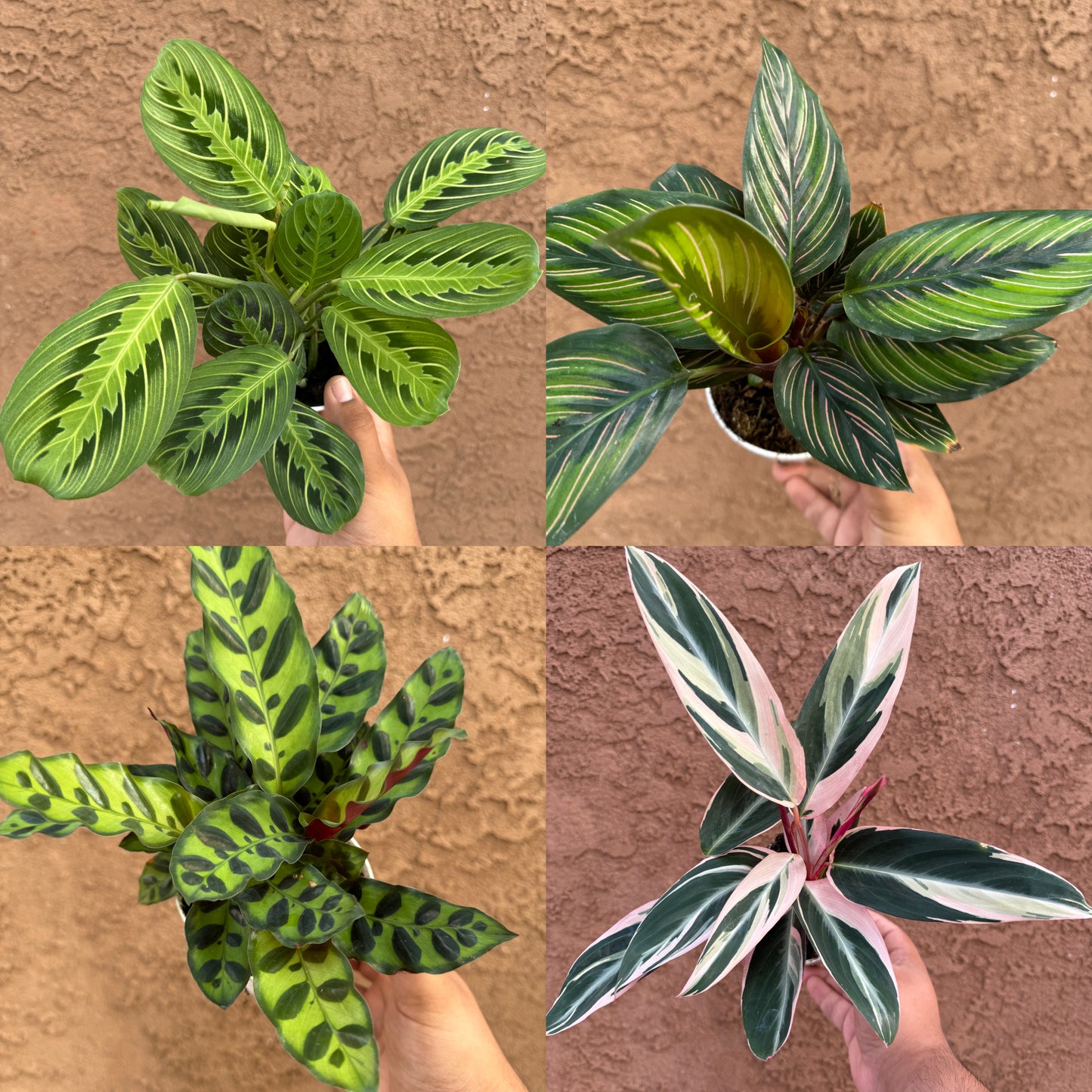 House Plant Mystery Box 4 Pack