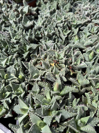 Tiger Jaws Succulent