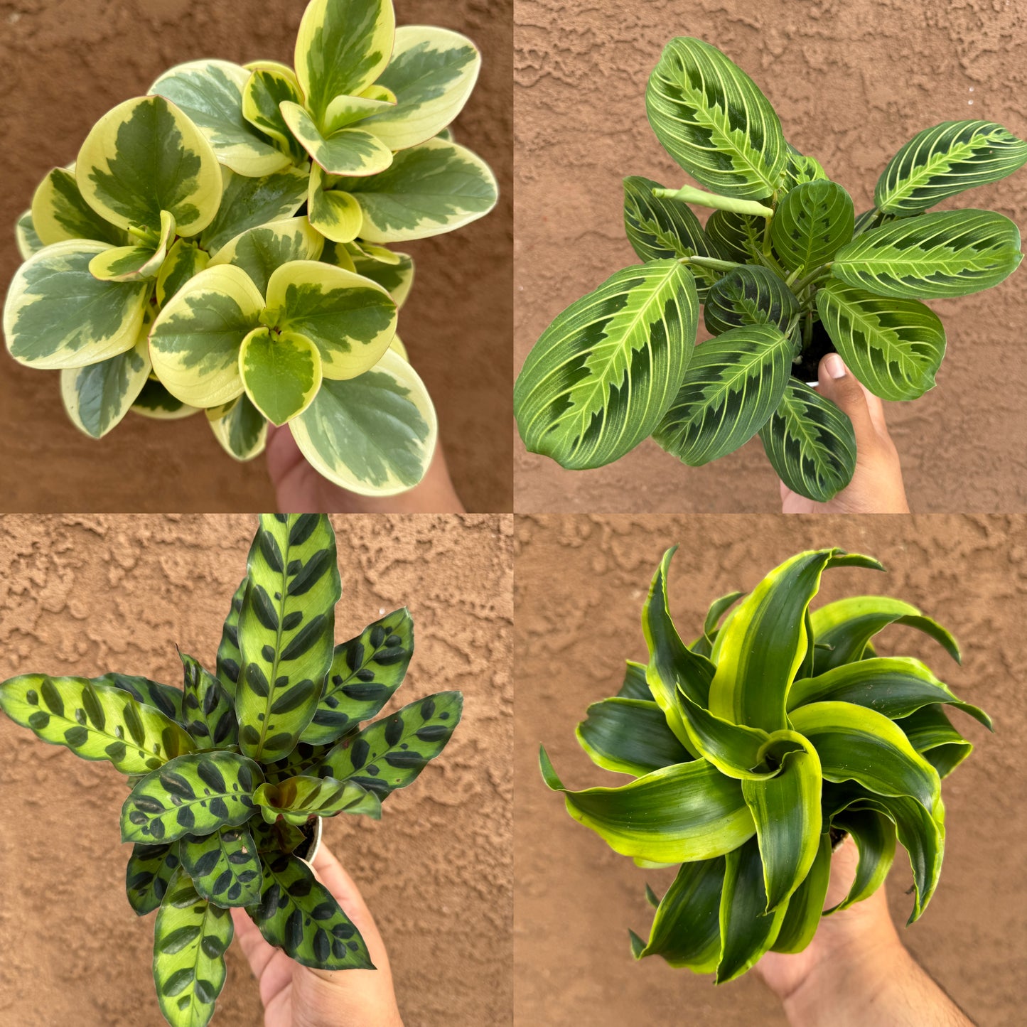 House Plant Mystery Box 4 Pack