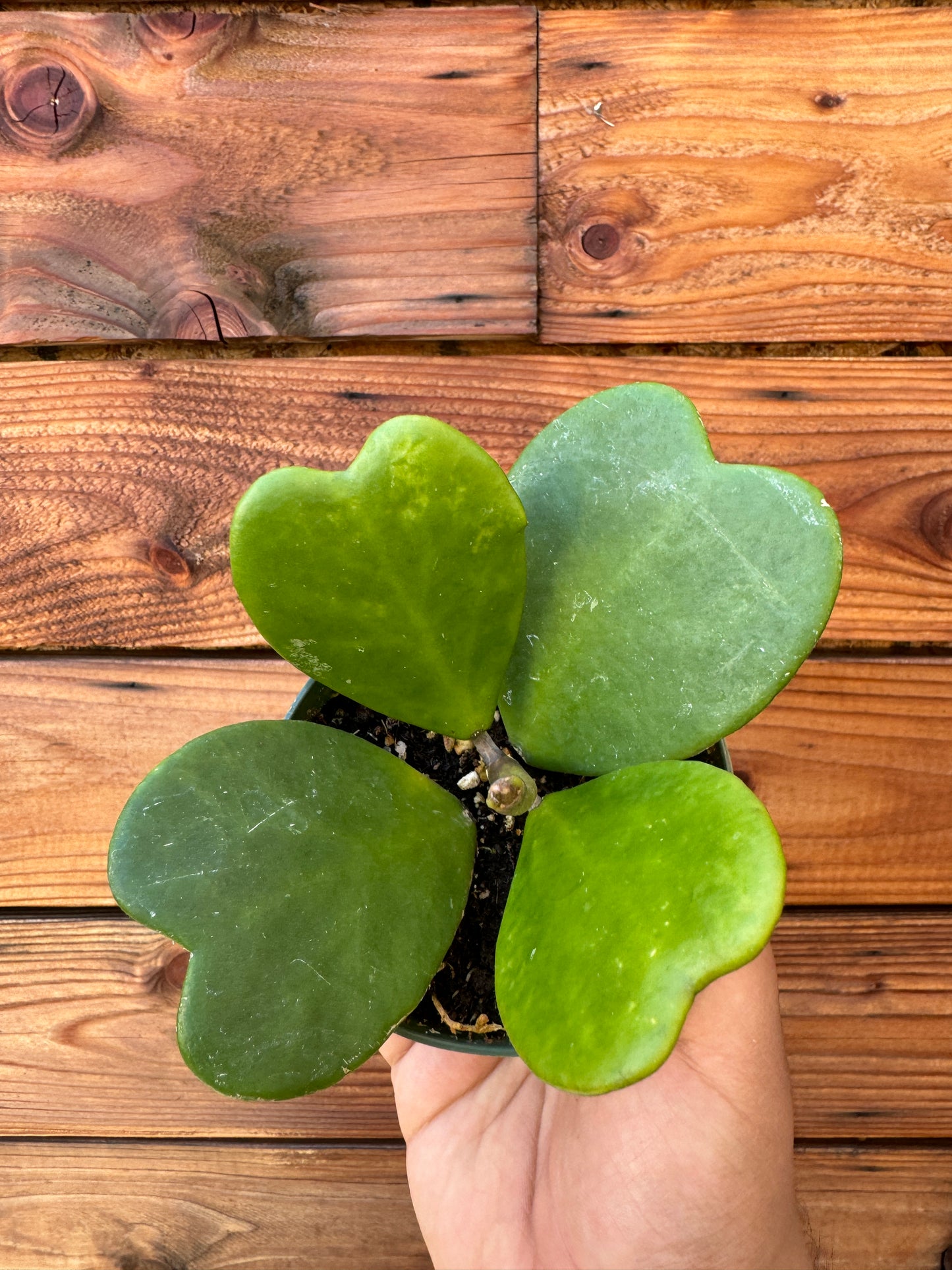 Assorted Hoya Bundle Box