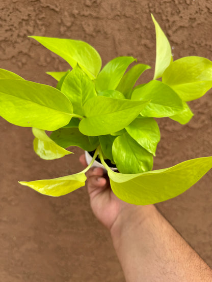 Pothos Neon