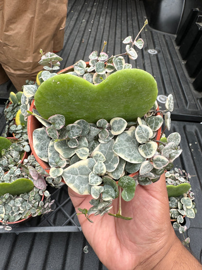 Heart Shaped Arrangement (Hoya Kerri Sweetheart - String Of Hearts)