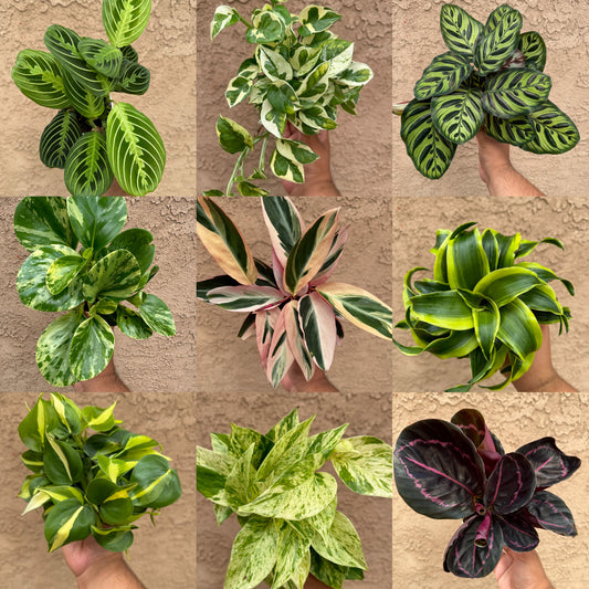 House Plant Mystery Box 4 Pack