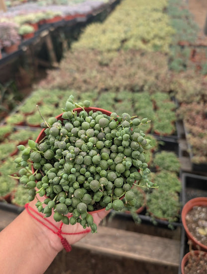 String Of Pearls (Senecio Rowleyanus)