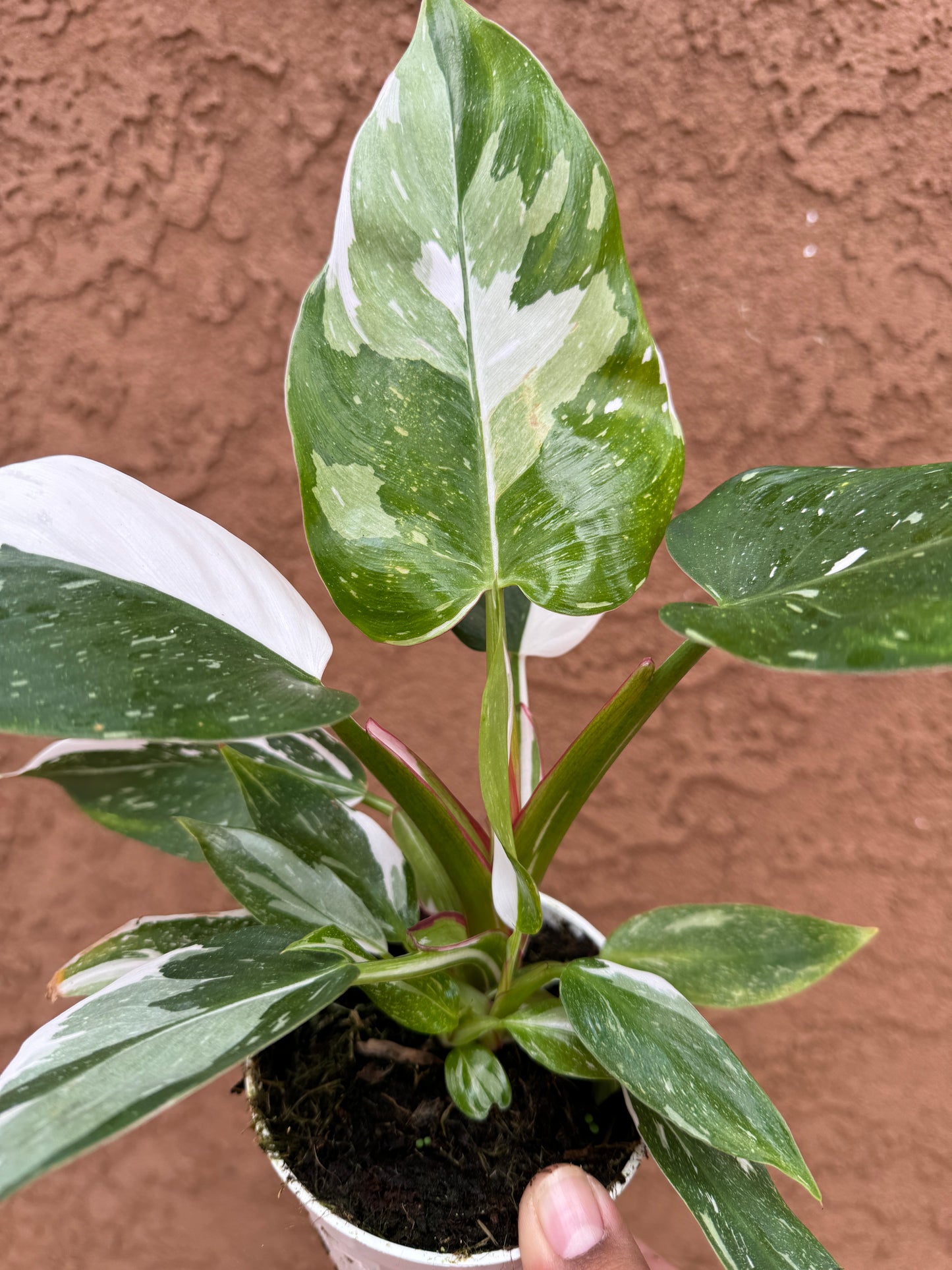 White Princess Philodendron 4”