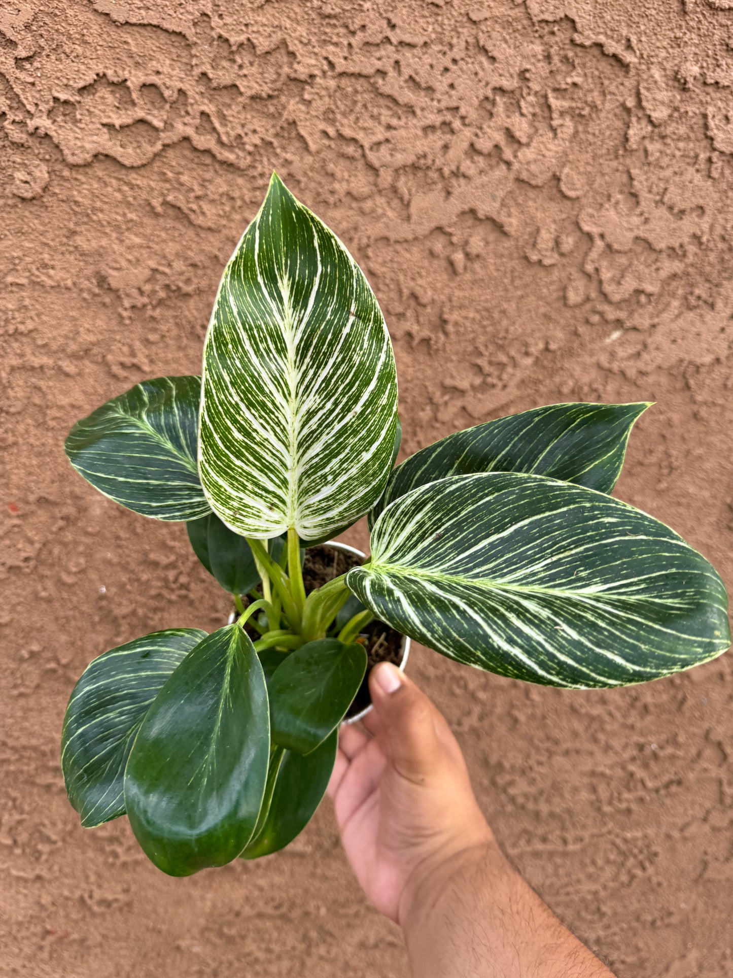 Philodendron Birkin