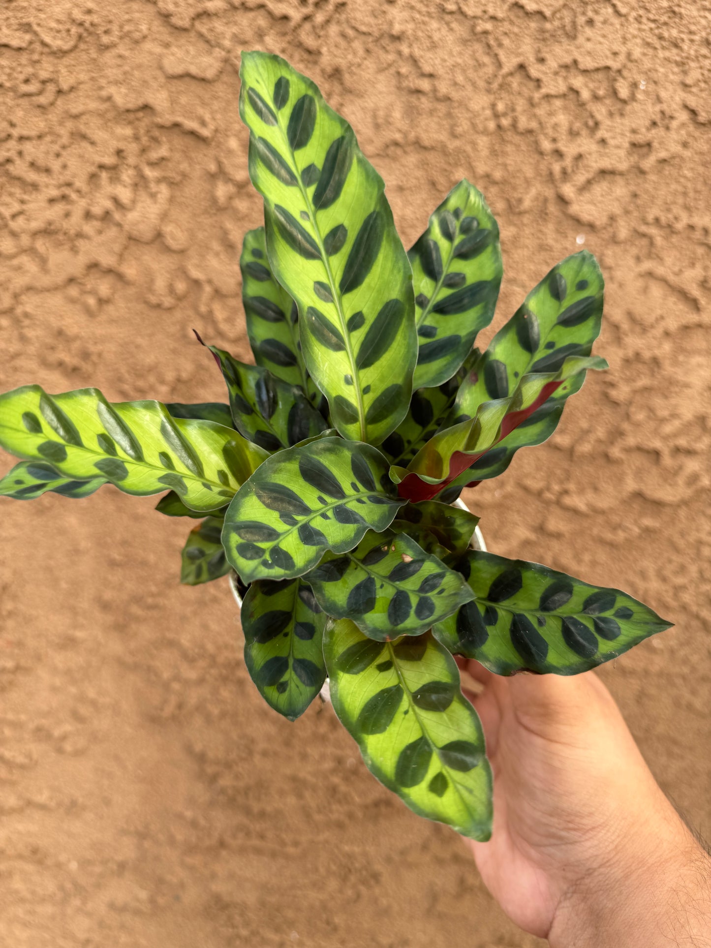 Rattlesnake Calathea (Calathea Lancifolia)