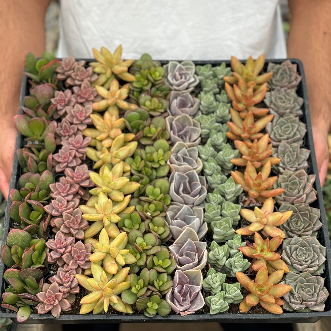 Mini Succulent