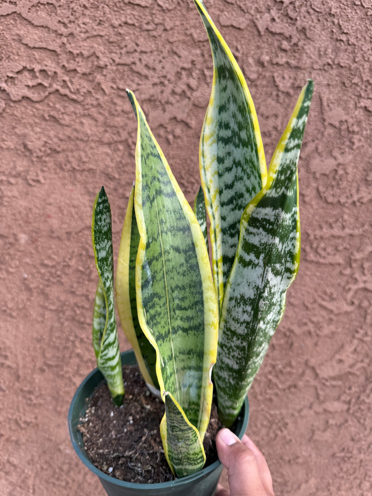 Snake Plant 'Laurentii'