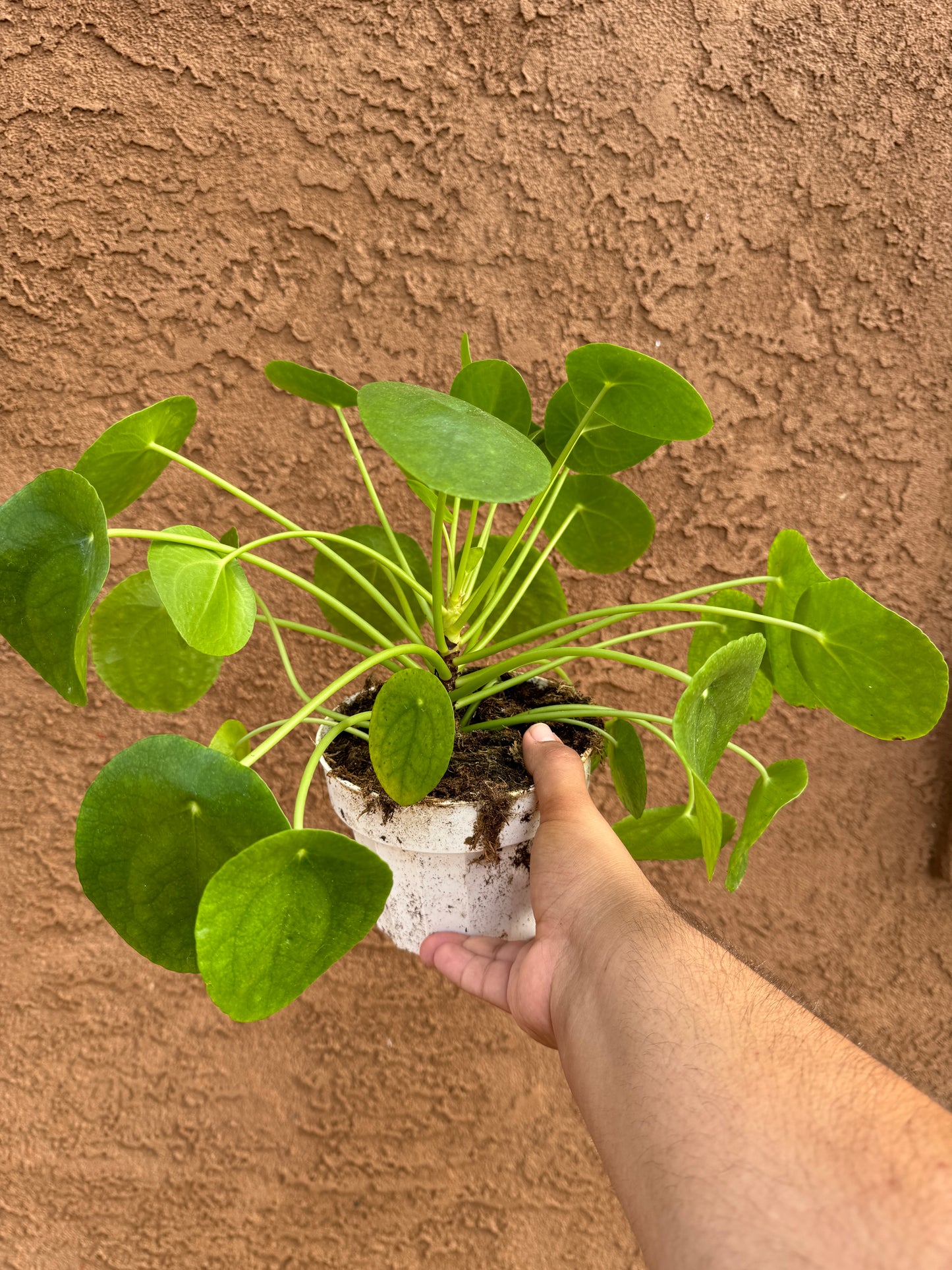 Chinese Money Plant