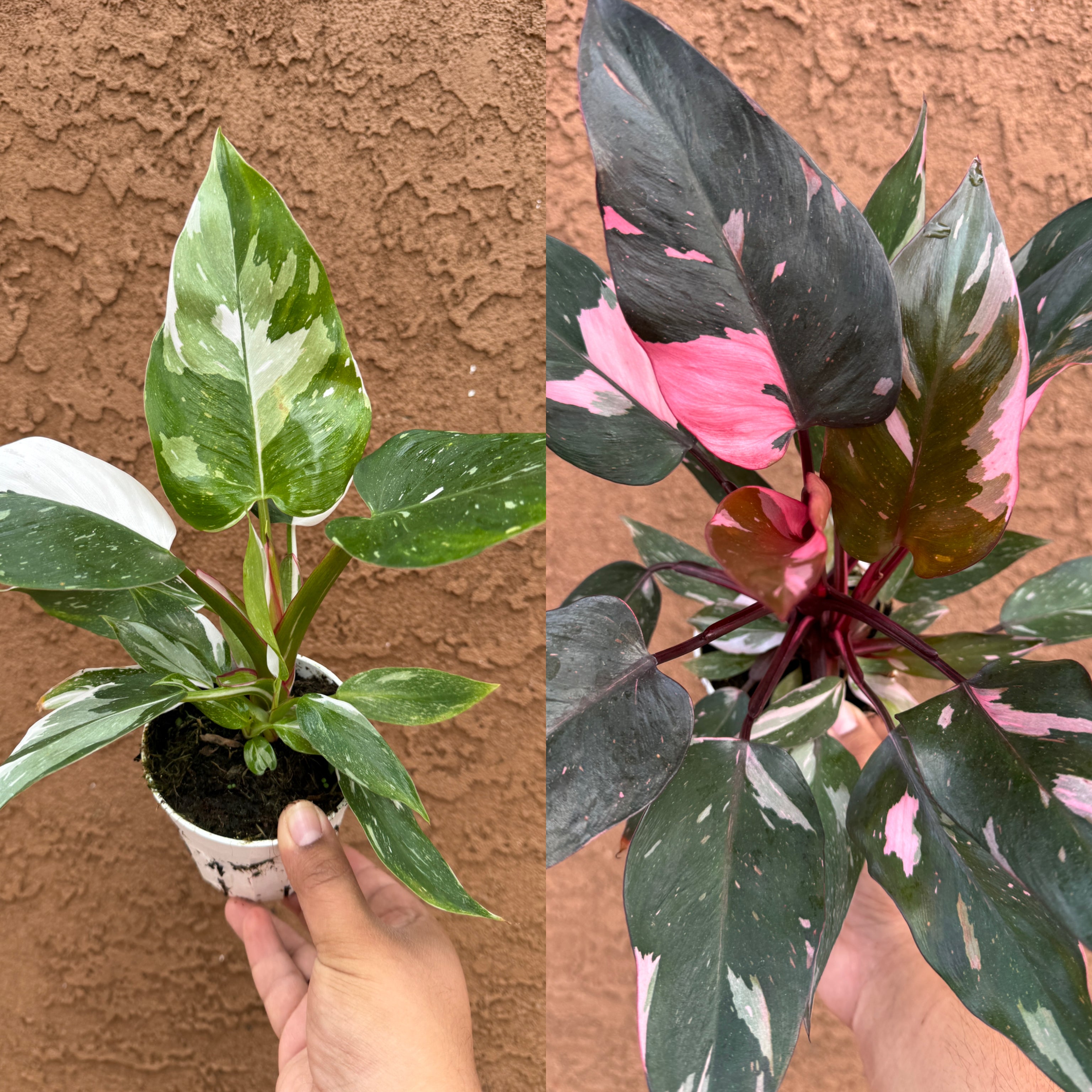 White AND Pink Princess Philodendron top bundle