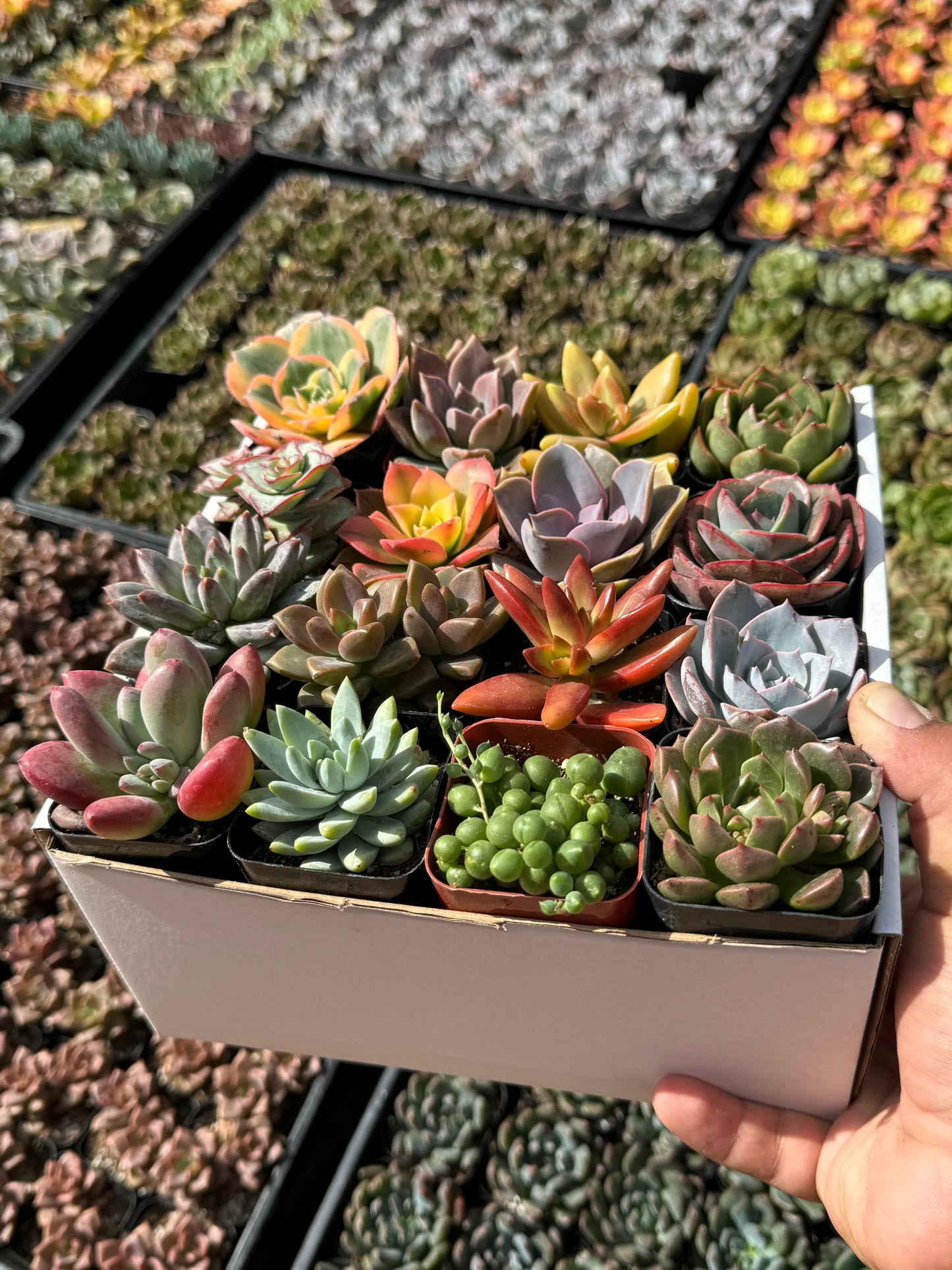 Assorted Mini Succulents