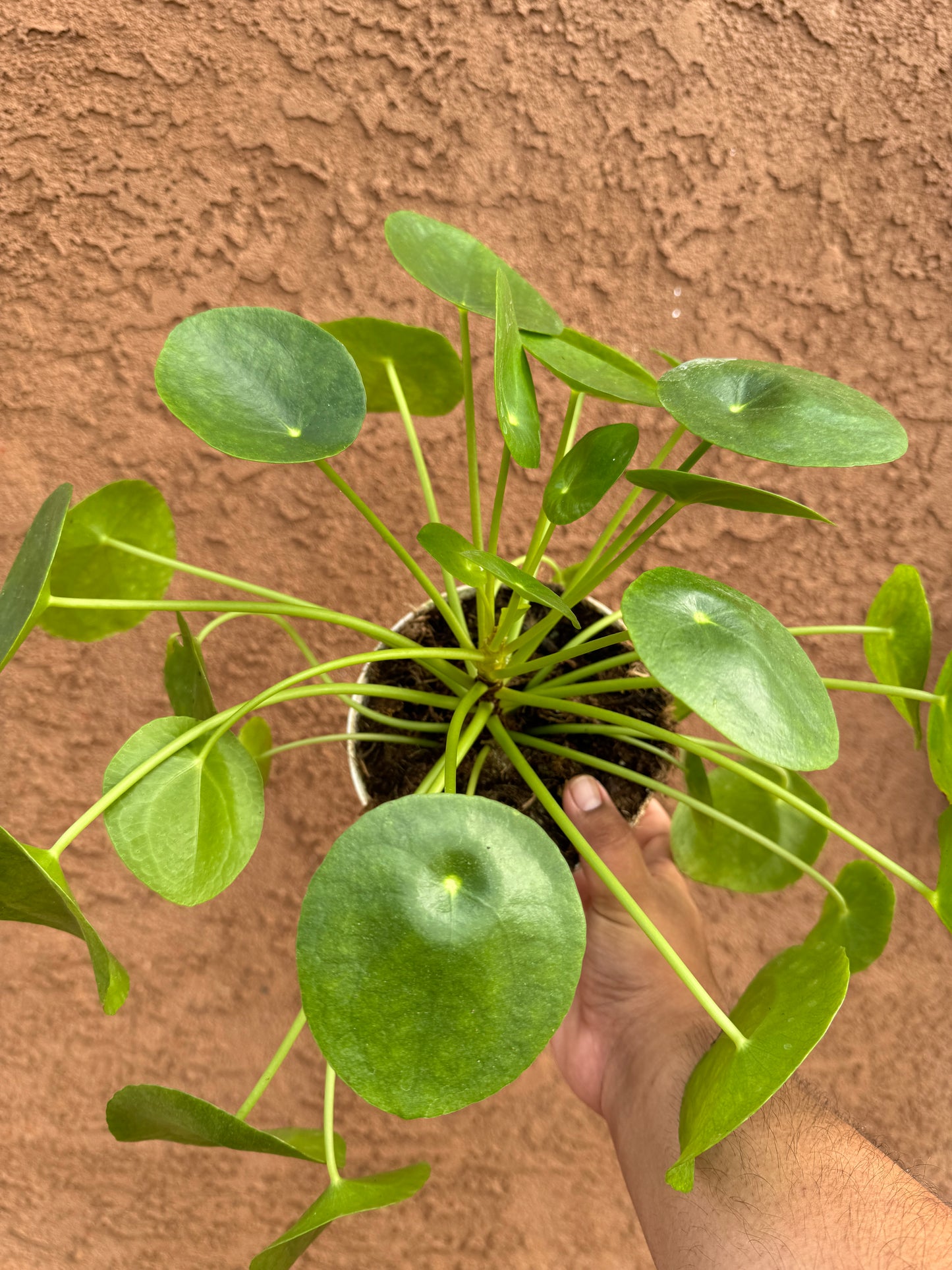 Chinese Money Plant