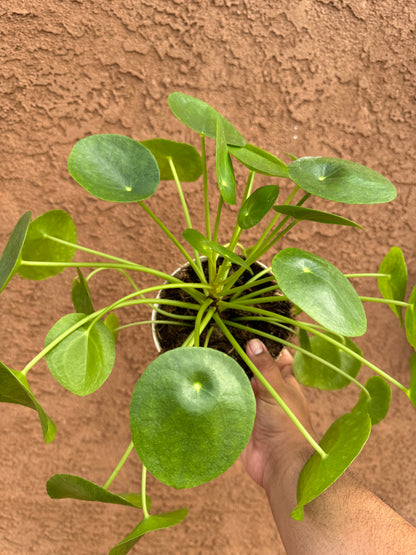 Chinese Money Plant