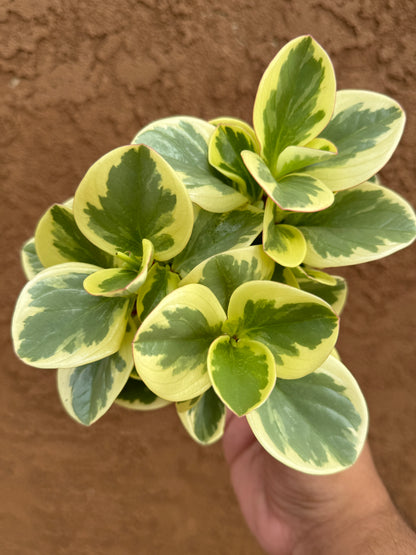 Peperomia Optipan Bicolor