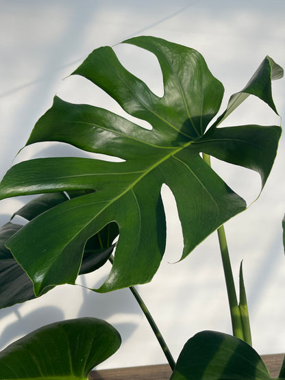 Monstera 'Split-Leaf' (Monstera Deliciosa)