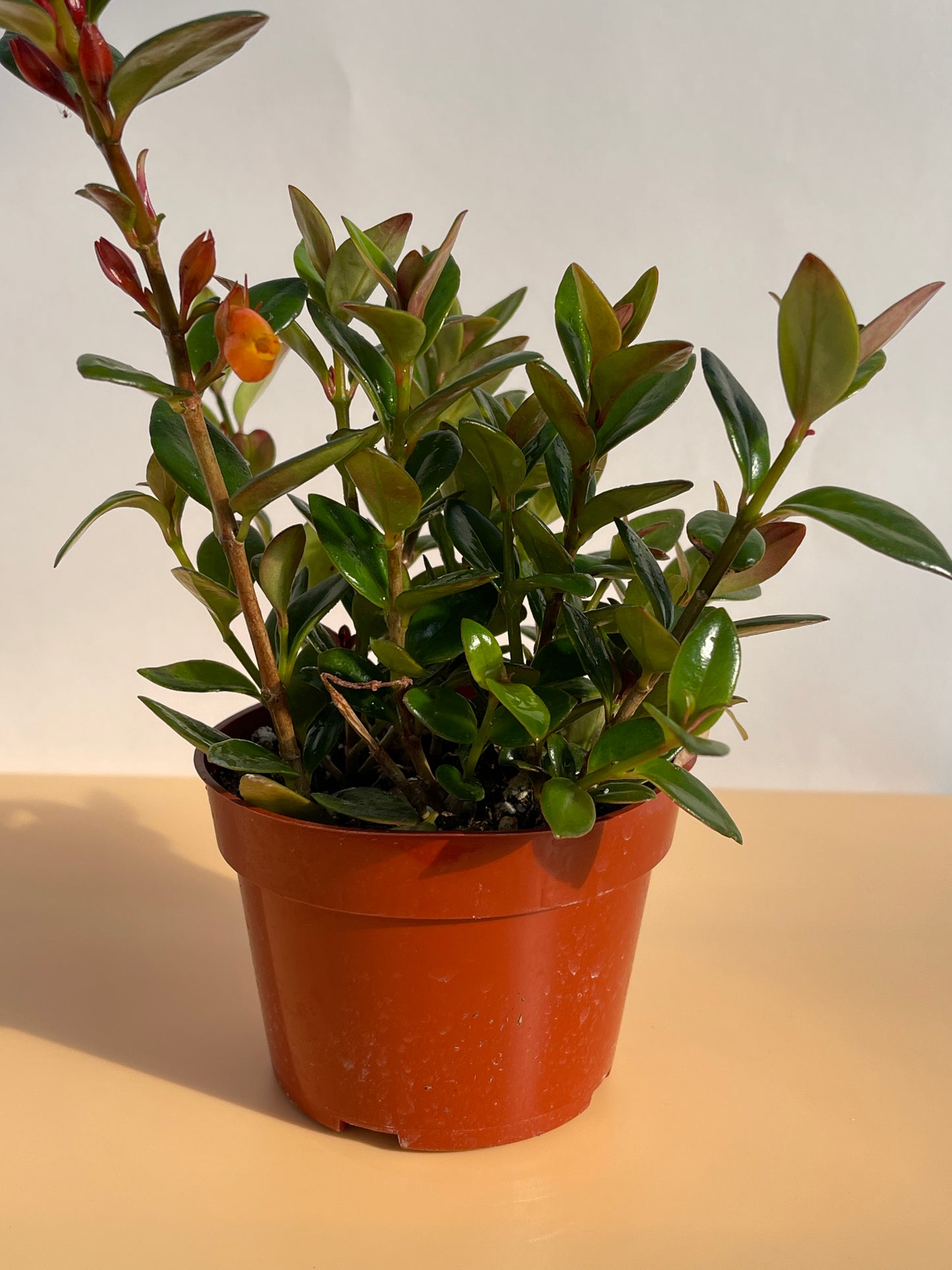 Goldfish Plant (Nematanthus gregarius)