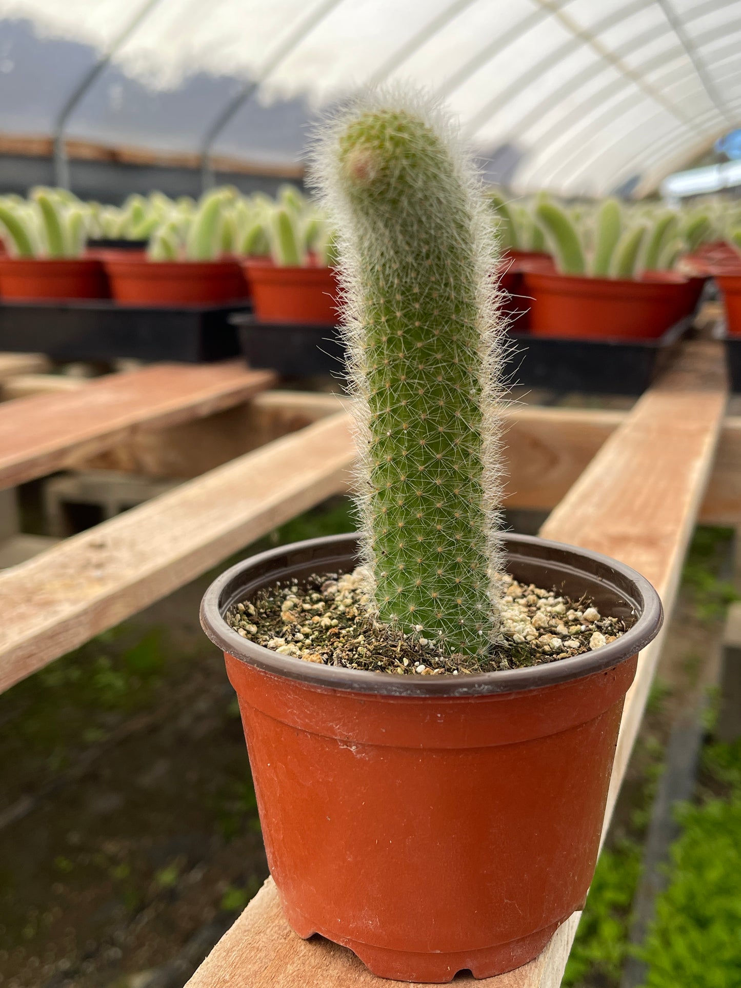 Monkey Tail Cactus (Soft Cactus)