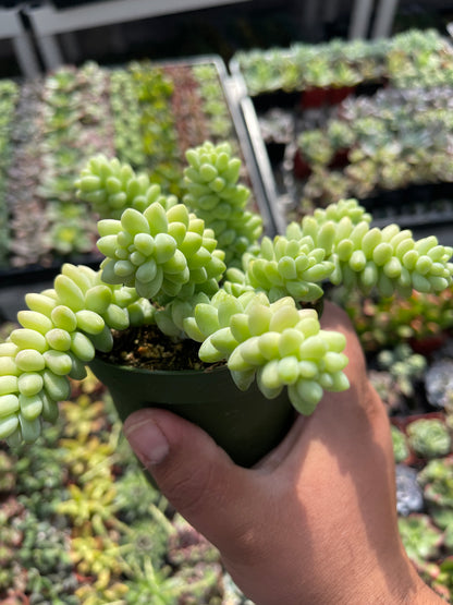 Donkey Tail Sedum Burrito